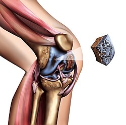 Kniegelenk Kniegelenk