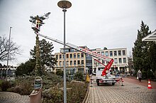 Reste der Tanne vor dem Haupteingang